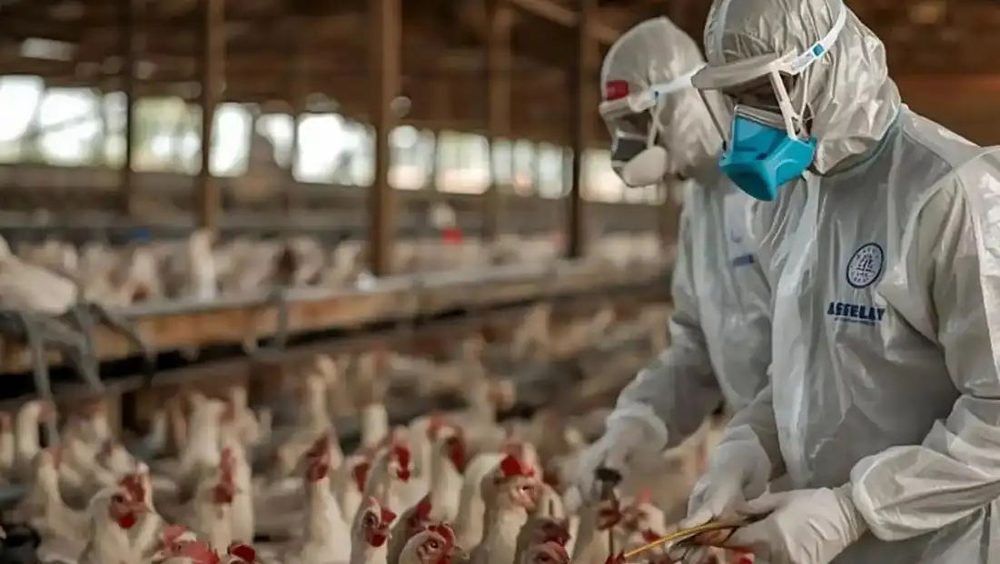 Almanya’da Kuş Gribi Alarmı: 130 Bin Hayvan İtlaf Edilecek