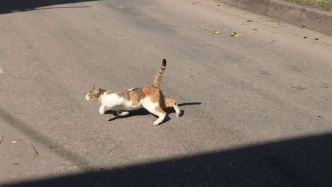 Diyarbakır’da Sokak Kedisi Isırdı, 4 Ay Sonra Kuduz Tespit Edildi