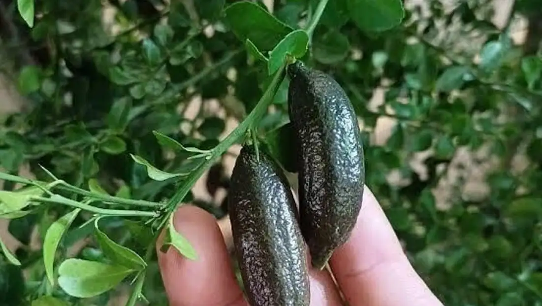 Gramı altınla yarışıyor: Tarımda dengeleri değiştiren 'yeşil altın'