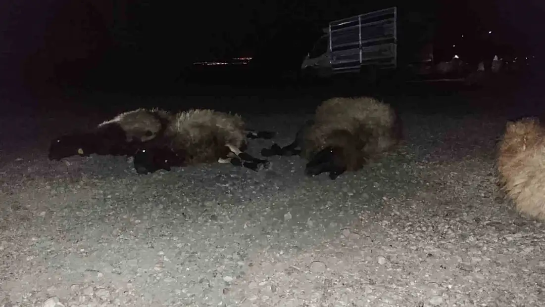 Komşu ilimiz Şırnak'ta otomobil sürüye çarptı, 8 koyun telef oldu