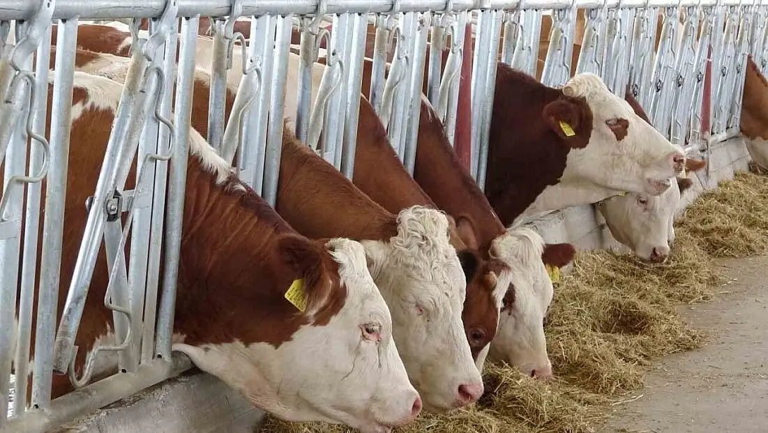 Kurtalan’da Şap Alarmı: Bir Köyde Daha Hastalık Tespit Edildi, Karantina Genişletildi