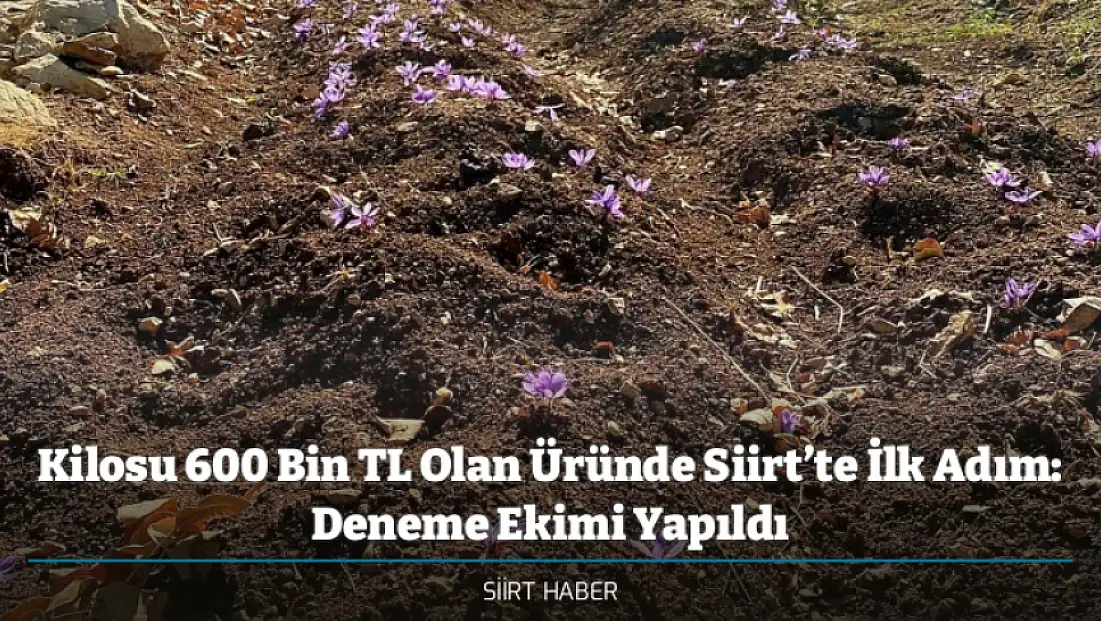 Kilosu 600 Bin TL Olan Üründe Siirt’te İlk Adım: Deneme Ekimi Yapıldı