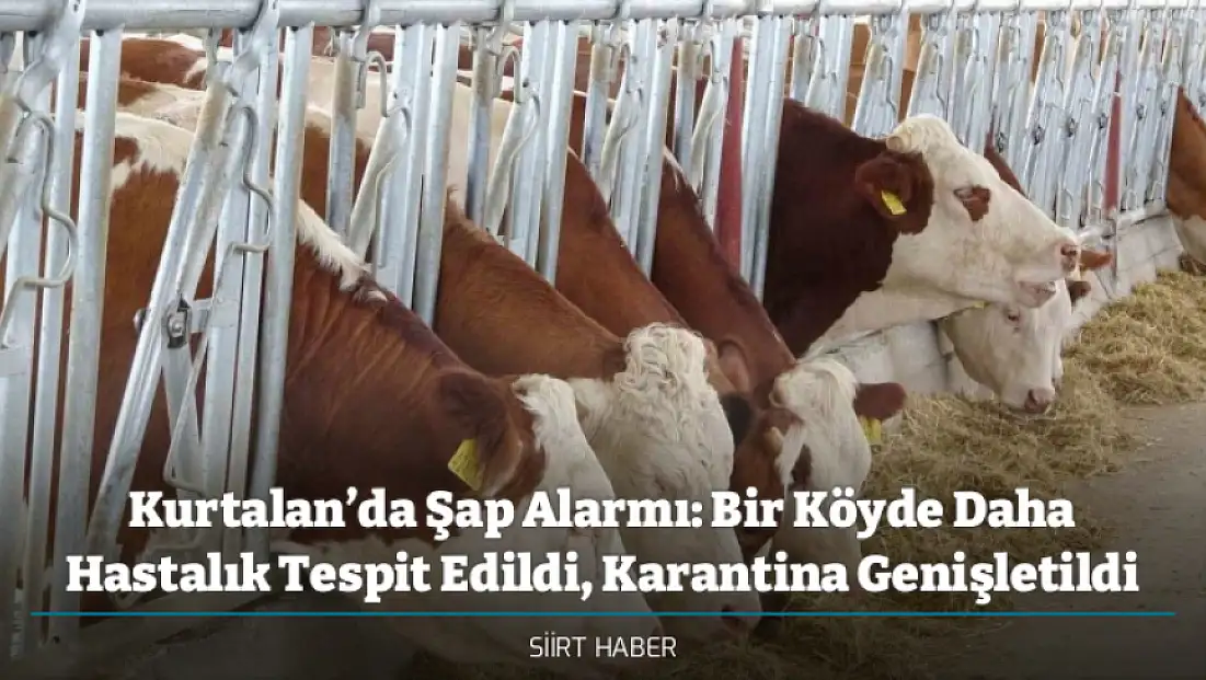 Kurtalan’da Şap Alarmı: Bir Köyde Daha Hastalık Tespit Edildi, Karantina Genişletildi