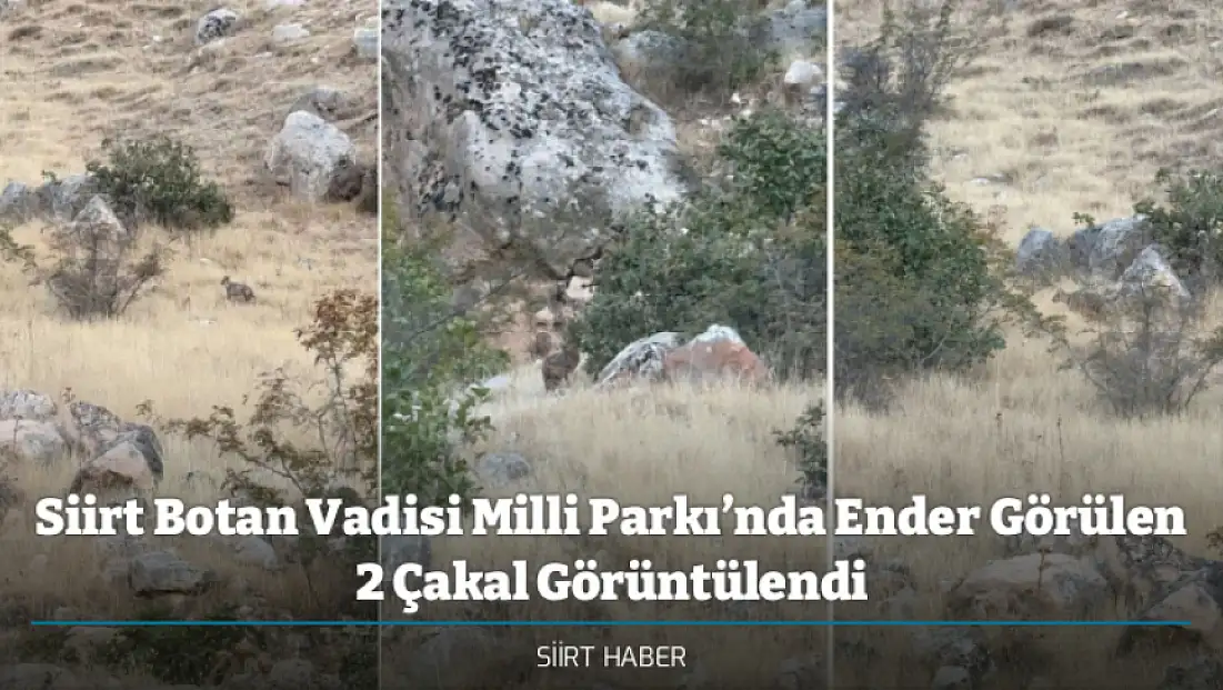Siirt Botan Vadisi Milli Parkı’nda Ender Görülen 2 Çakal Görüntülendi