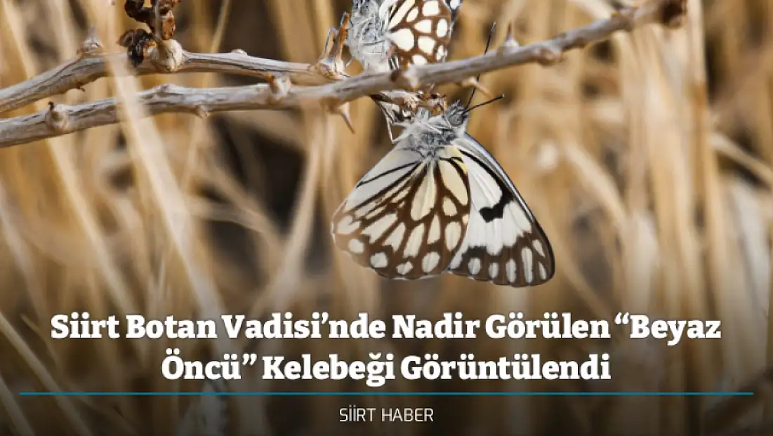 Siirt Botan Vadisi’nde Nadir Görülen “Beyaz Öncü” Kelebeği Görüntülendi