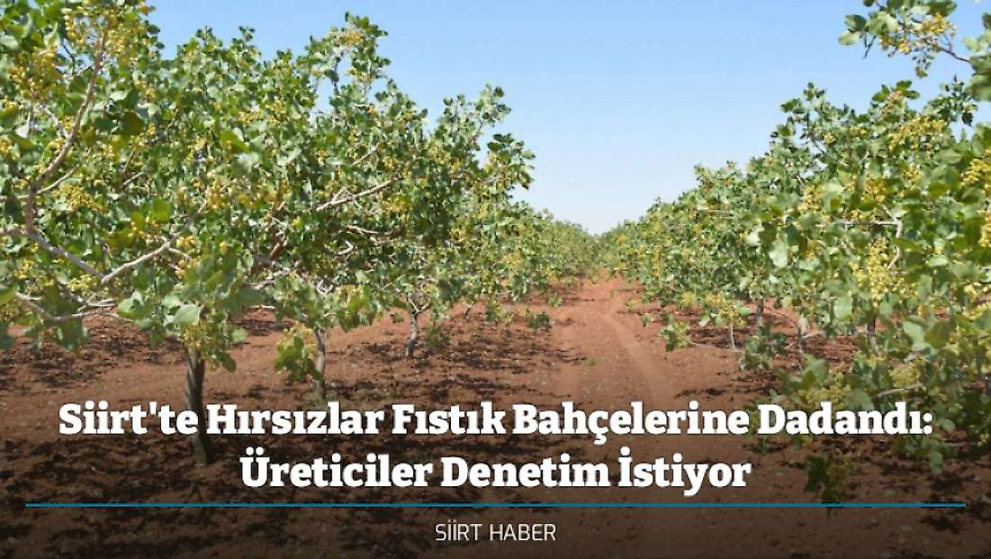 Siirt'te Hırsızlar Fıstık Bahçelerine Dadandı: Üreticiler Denetim İstiyor