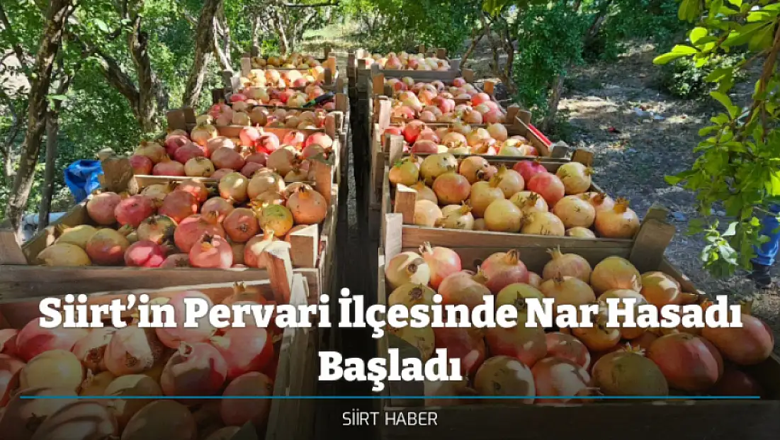 Siirt’in Pervari İlçesinde Nar Hasadı Başladı