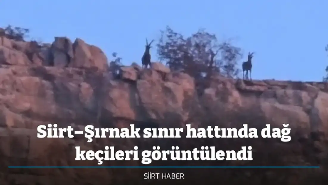 Siirt–Şırnak sınır hattında dağ keçileri görüntülendi
