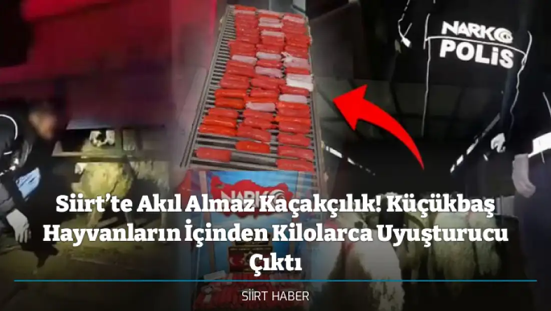 Siirt’te Akıl Almaz Kaçakçılık! Küçükbaş Hayvanların İçinden Kilolarca Uyuşturucu Çıktı