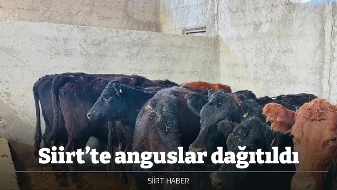 Siirt’te anguslar dağıtıldı