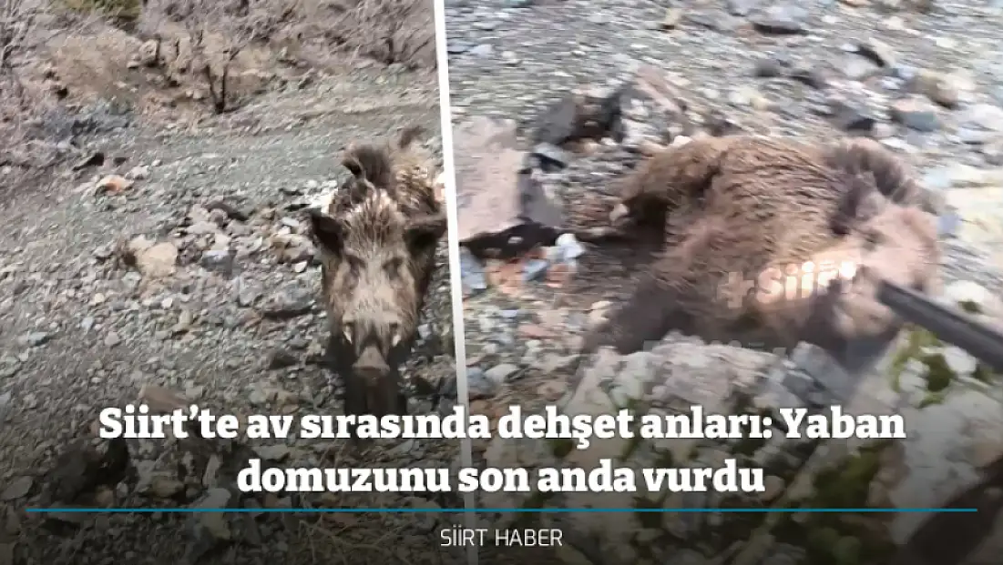 Siirt’te av sırasında dehşet anları: Yaban domuzunu son anda vurdu