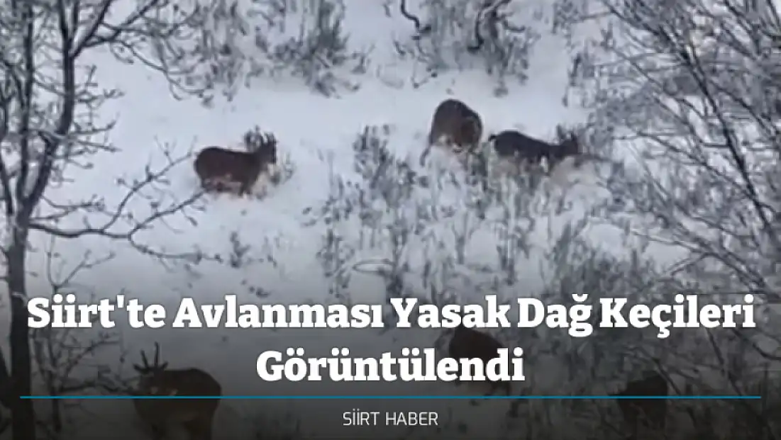 Siirt'te Avlanması Yasak Dağ Keçileri Görüntülendi
