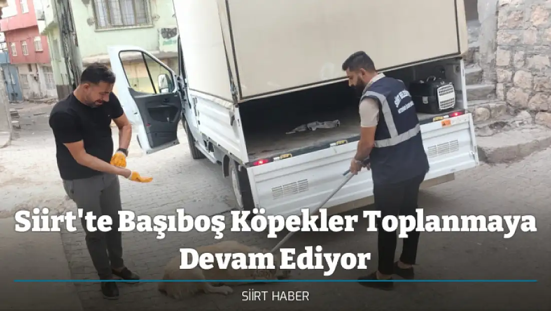 Siirt'te Başıboş Köpekler Toplanmaya Devam Ediyor