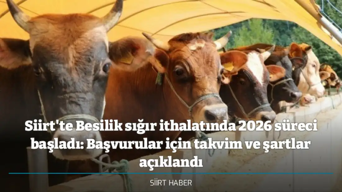 Siirt'te Besilik sığır ithalatında 2026 süreci başladı: Başvurular için takvim ve şartlar açıklandı