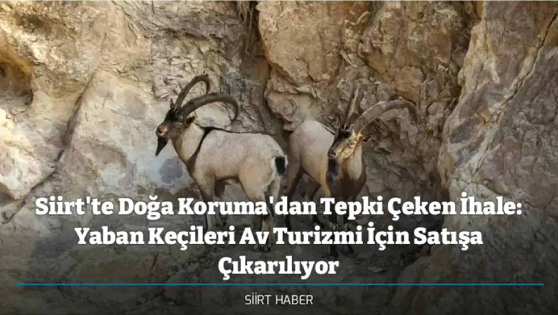 Siirt'te Doğa Koruma'dan Tepki Çeken İhale: Yaban Keçileri Av Turizmi İçin Satışa Çıkarılıyor