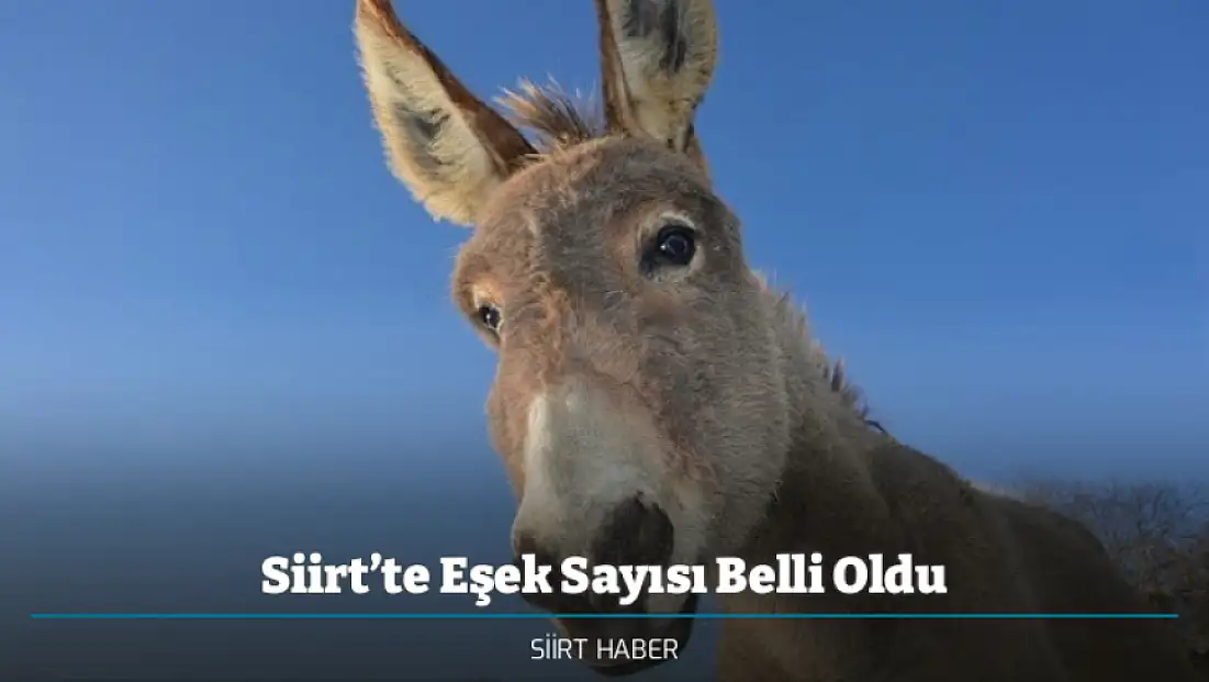 Siirt’te Eşek Sayısı Belli Oldu