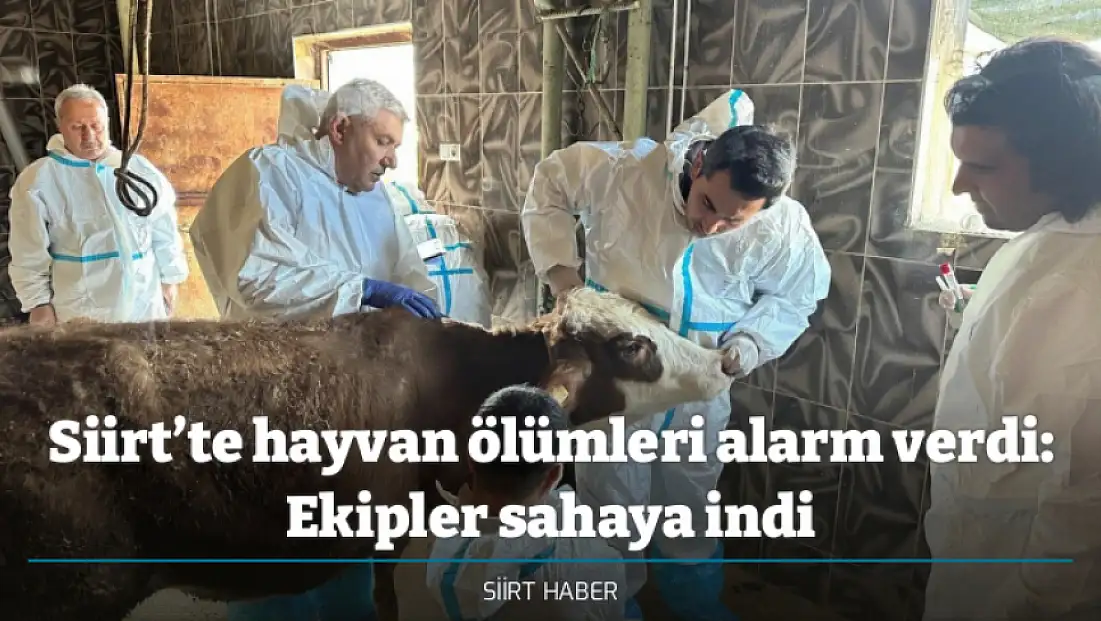 Siirt’te hayvan ölümleri alarm verdi: Ekipler sahaya indi