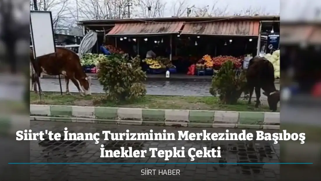 Siirt'te İnanç Turizminin Merkezinde Başıboş İnekler Tepki Çekti