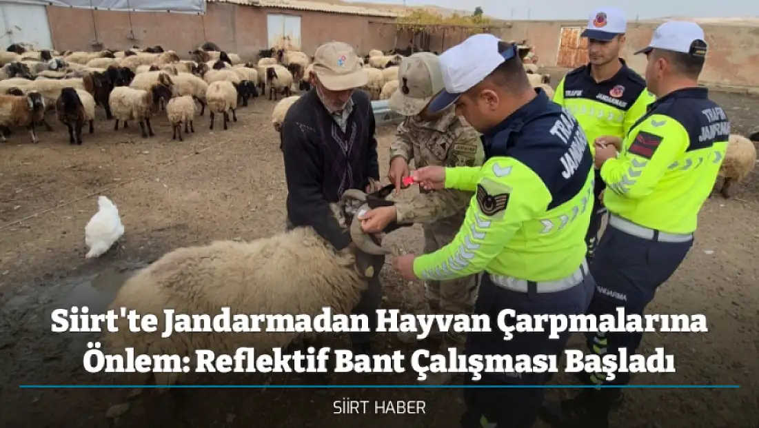 Siirt'te Jandarmadan Hayvan Çarpmalarına Önlem: Siirt’te Reflektif Bant Çalışması Başladı