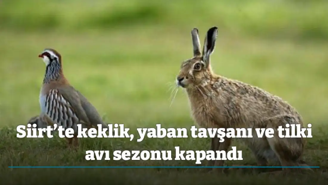 Siirt’te keklik, yaban tavşanı ve tilki avı sezonu kapandı
