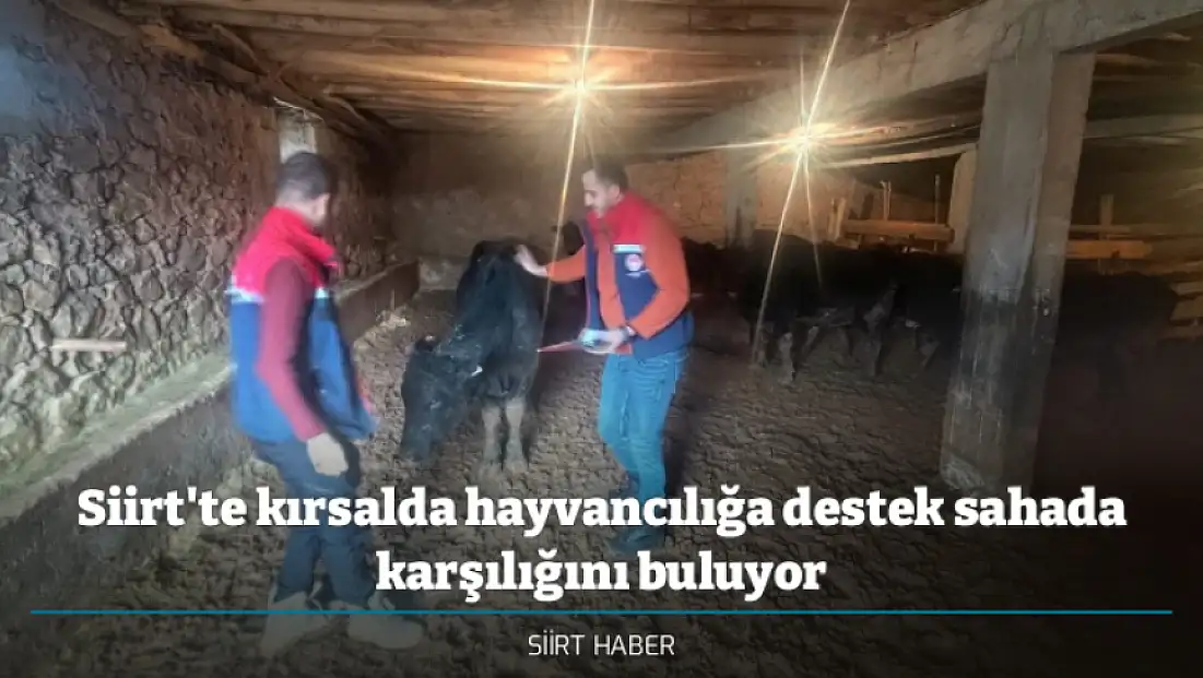 Siirt'te kırsalda hayvancılığa destek sahada karşılığını buluyor