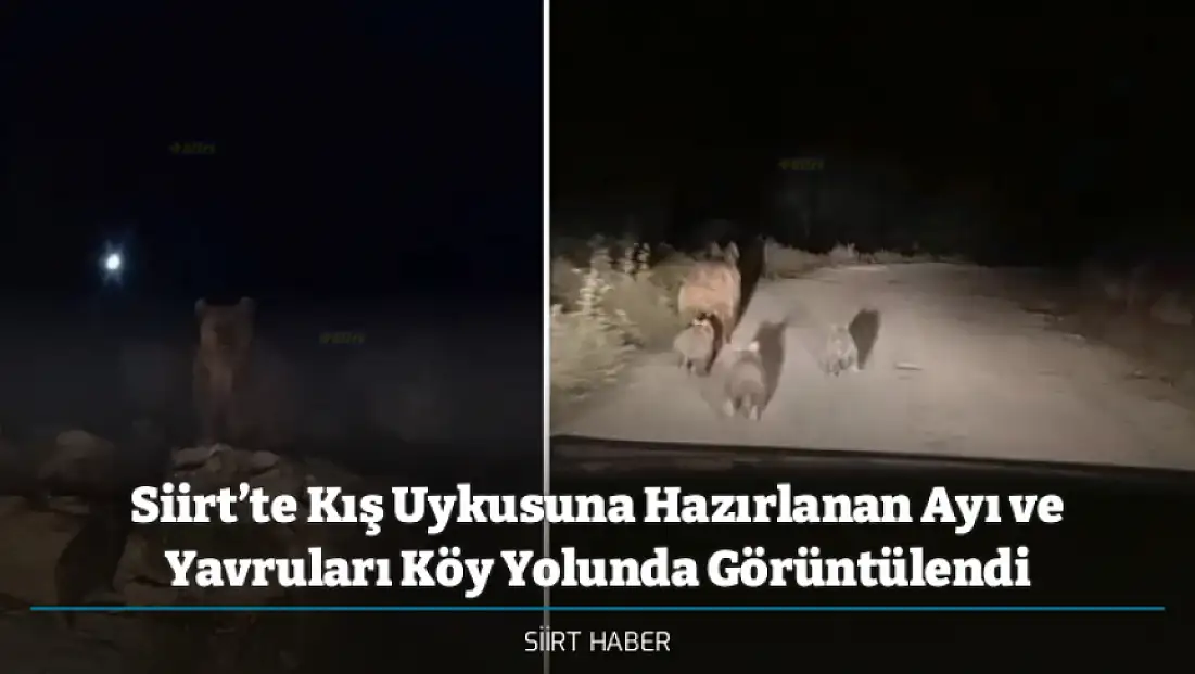 Siirt’te Kış Uykusuna Hazırlanan Ayı ve Yavruları Köy Yolunda Görüntülendi