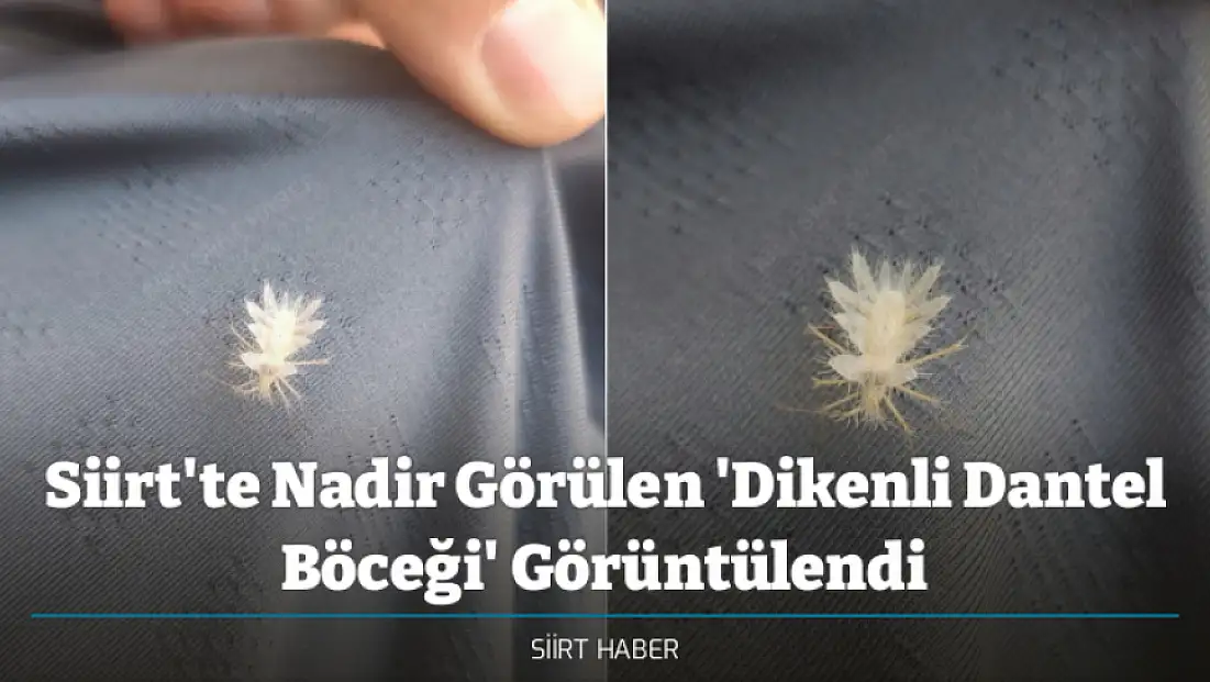 Siirt'te Nadir Görülen 'Dikenli Dantel Böceği' Görüntülendi
