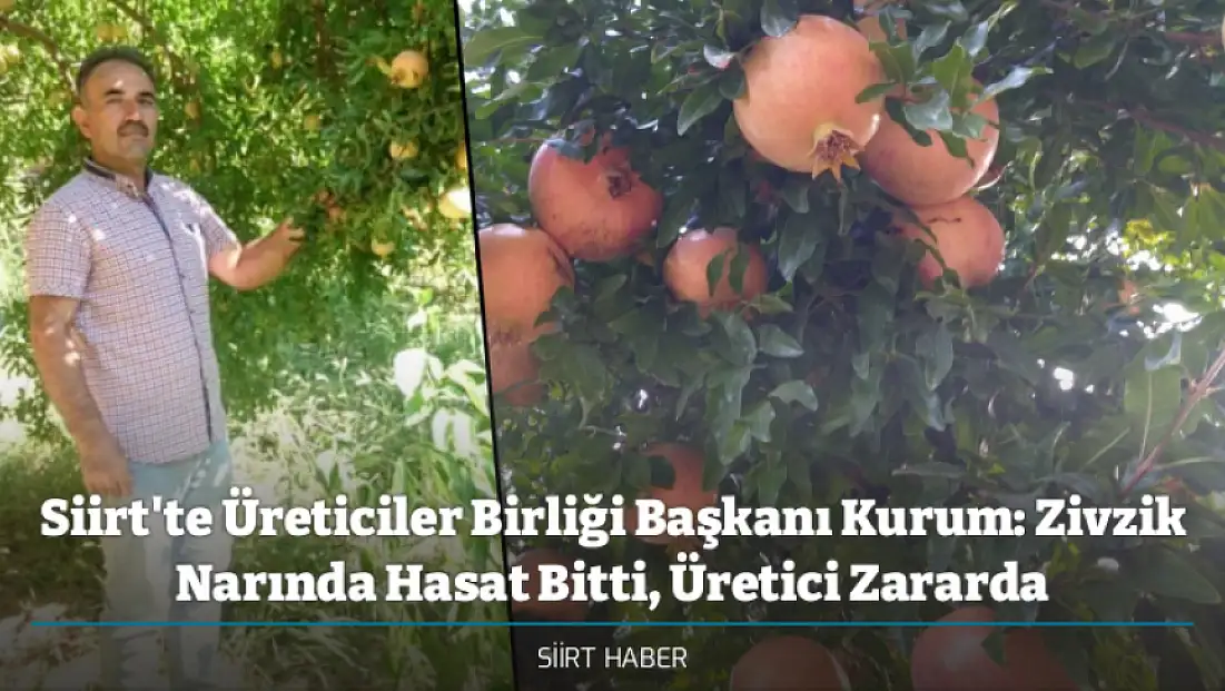 Siirt'te Üreticiler Birliği Başkanı Kurum: Zivzik Narında Hasat Bitti, Üretici Zararda