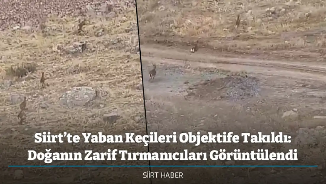 Siirt’te Yaban Keçileri Objektife Takıldı: Doğanın Zarif Tırmanıcıları Görüntülendi