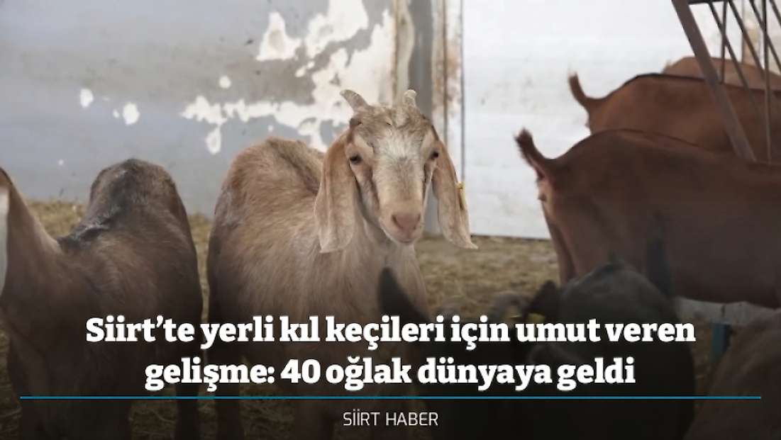 Siirt’te yerli kıl keçileri için umut veren gelişme: 40 oğlak dünyaya geldi