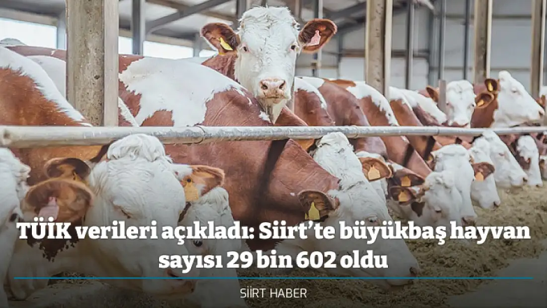 TÜİK verileri açıkladı: Siirt’te büyükbaş hayvan sayısı 29 bin 602 oldu