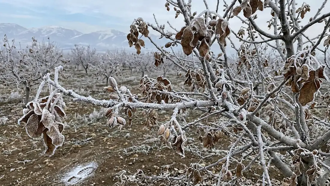 MGM’den Siirt için kritik uyarı: İl merkezi ve tüm ilçelerde kuvvetli zirai don bekleniyor