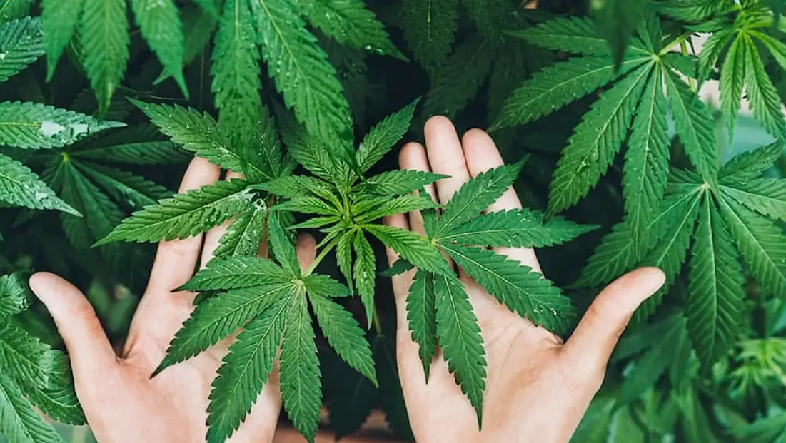 Resmi Gazete’de yayımlandı: Kenevir üretimi için yeni dönem, 21 ile izin