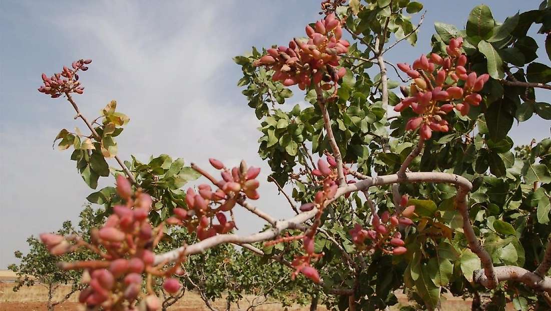 Siirt Fıstığının Geleceği İçin Kritik Buluşma: Çalıştayın Tarihi Belli Oldu