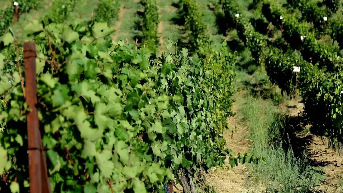 Siirt’in Üzüm Hazineleri: Türkiye’nin 60 Yıllık Asma Gen Bankası’nda Siirt’e Ait Özel Türler Koruma Altında