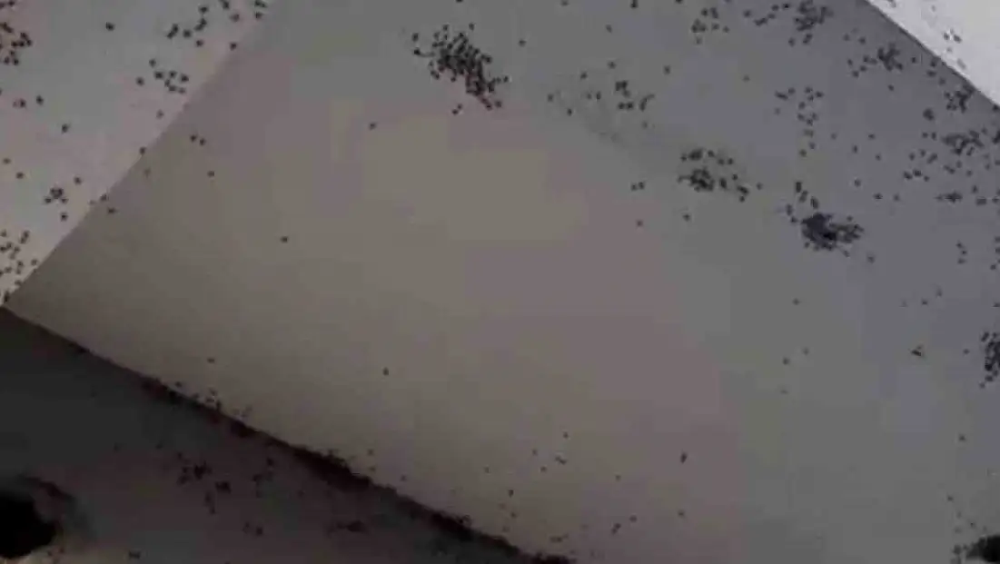 Siirt’te bir evin dış cephesini sinekler istila etti