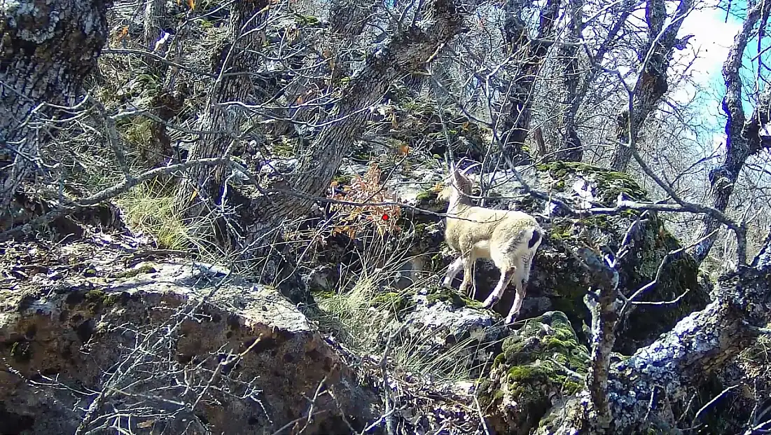 Siirt’te domuz avına çıkan avcı, dağ keçisiyle karşılaştı