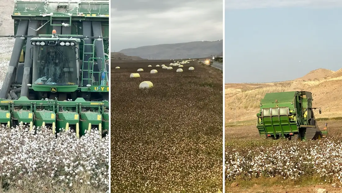 Siirt’te Pamuk Hasadı Tamamlandı: 530 dönüm tarlada 238,5 ton kütlü pamuk elde edildi