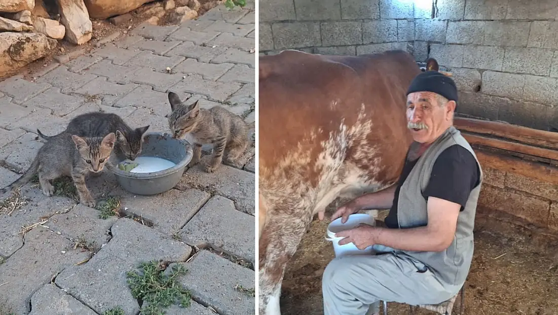Siirt’te Tek İnekten Sağdığı Sütü 20 Kediyle Paylaşıyor! Yetkililerden Yardım Bekliyor