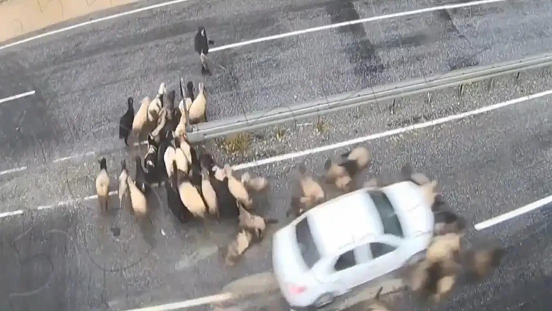 Tatvan’da Trafik Kazaları KGYS Kameralarına Yansıdı: Otomobil Koyun Sürüsüne Çarptı