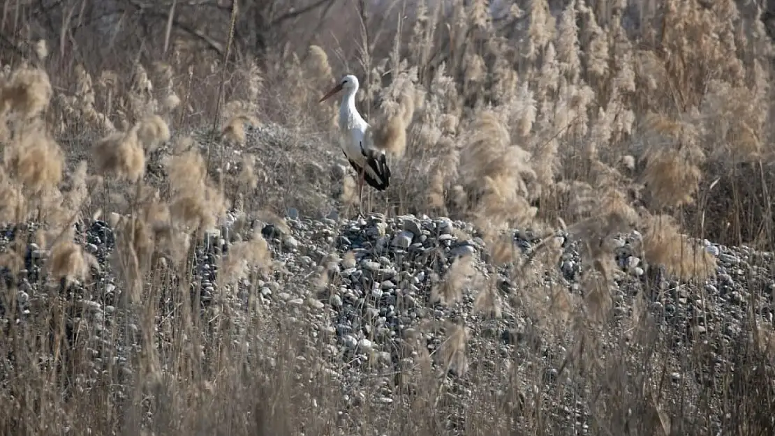 Batman–Siirt–Diyarbakır hattında 500'e yakın leylek artık göç etmiyor
