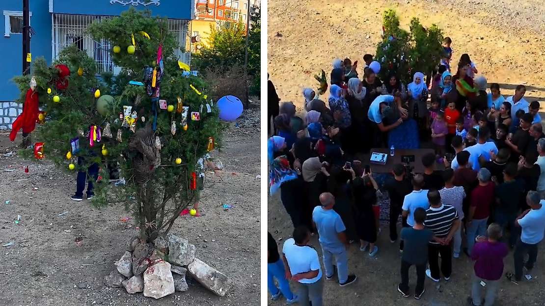Bu Gelenek Siirt'te Hâlâ Yaşatılıyor! Damat Ağacının Üzerine Neden Para, Meyve ve Hediyeler Asılıyor?
