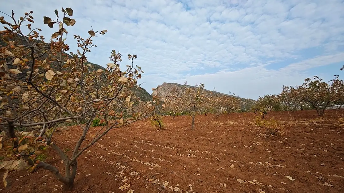 ÇKS Başvuruları Başladı: Çiftçilere Yeni Düzenlemeler Getirildi