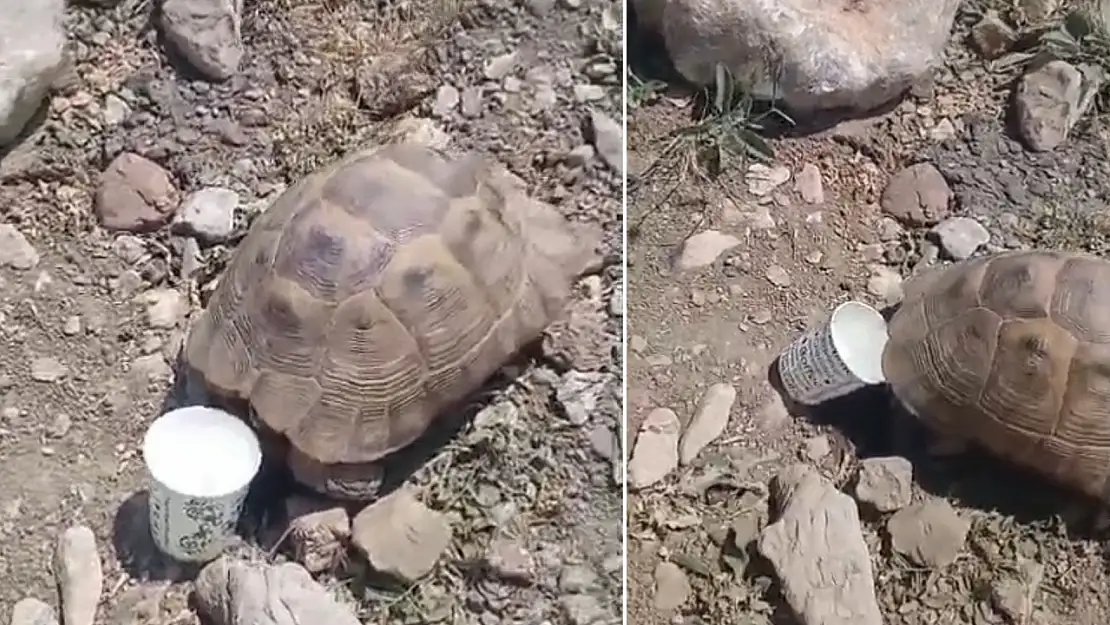 Pervari'de Sıcaktan Bunalan Kaplumbağaya Su Verdi