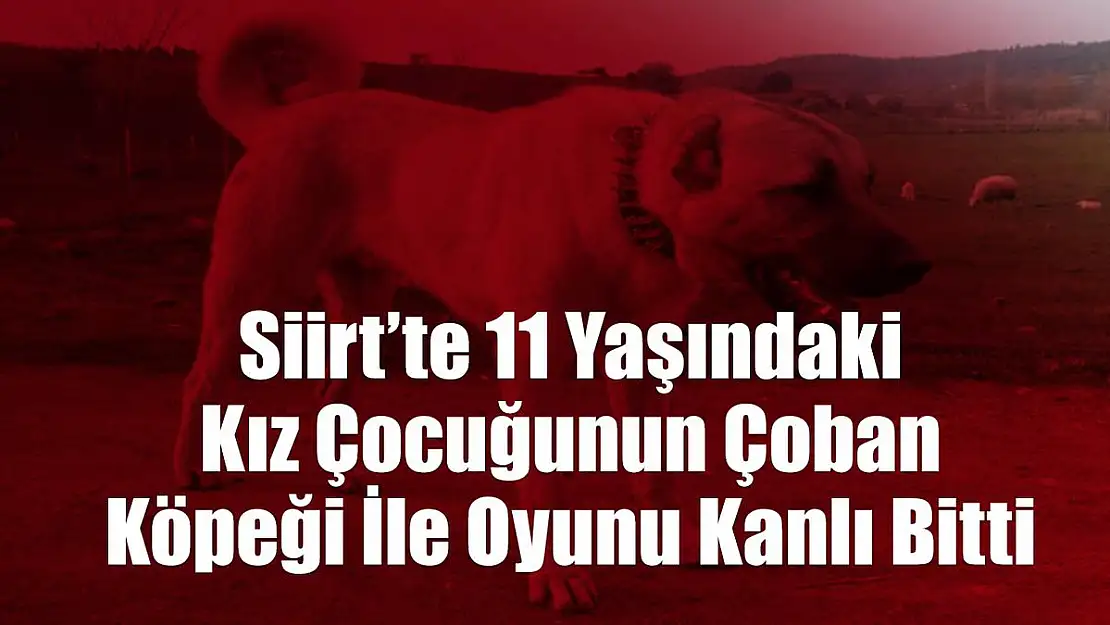 Pervari'de 11 Yaşındaki Kız Çocuğunun Çoban Köpeği İle Oyunu Kanlı Bitti