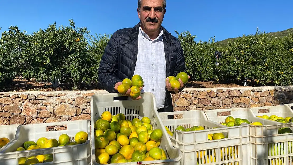 Satsuma Mandalinanın İhracat Yolculuğu 18 Ekim'de Başlıyor