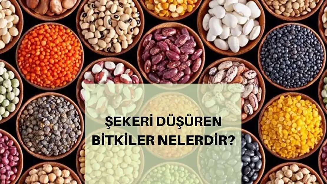 Kan şekerini düşüren 5 bitki