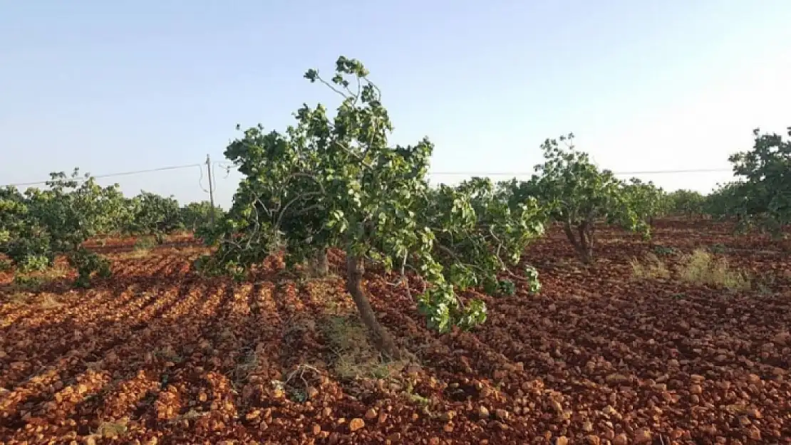 Siirt Fıstıkçılık Biriminden Önemli Duyuru!