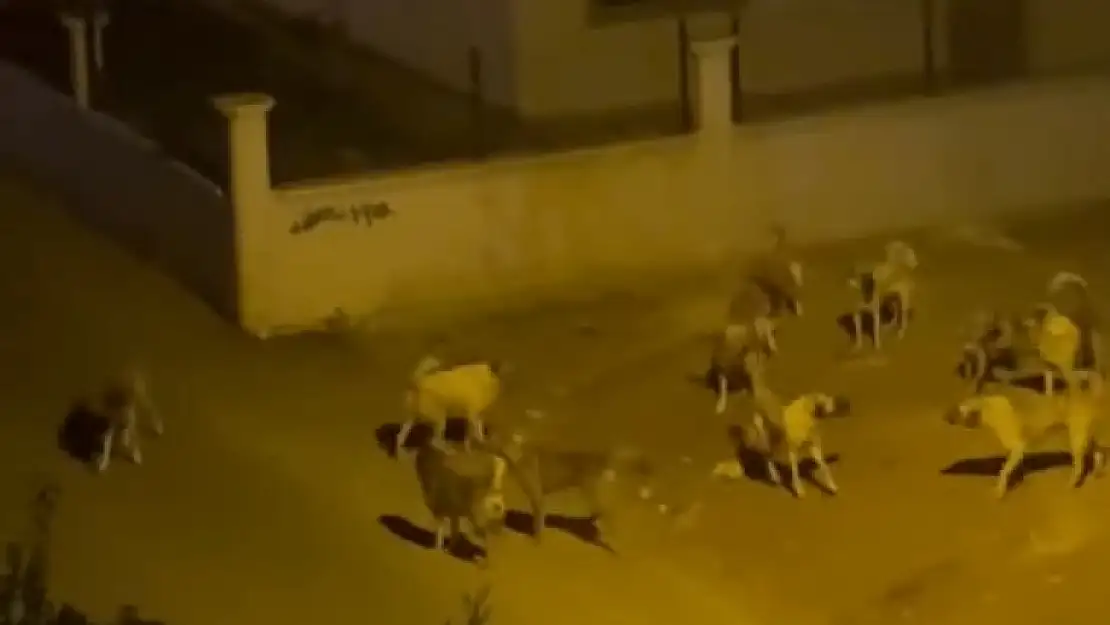 Siirt'te Başıboş Köpekler Korku Salıyor! Vatandaşlar Tedirgin...