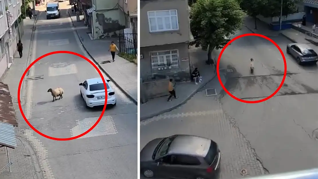 Siirt'te Bayram Öncesi İlk Kurbanlık Kaçtı